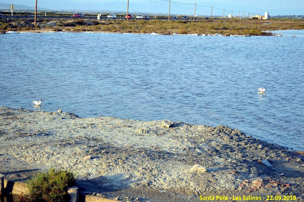 33 SANTA POLA LES SALINES (30).JPG